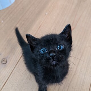ハーイ❤️さま専用です まんまるお目の黒ねこさん お目目まんまる真っ黒くろ」岡山県 - 猫の里親募集(415498) 1枚目の