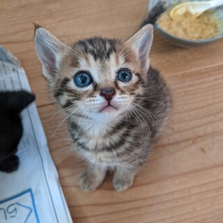 まんまるお目目の大人しくて可愛いキジトラ女子