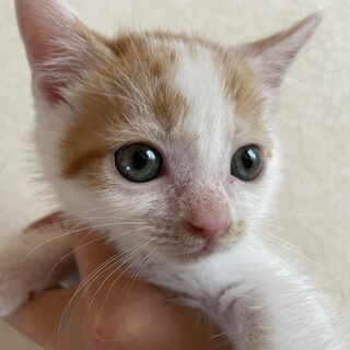 長毛　子猫1か月半トイレ完璧、離乳済み。