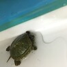 ミドリガメの赤ちゃん！ サムネイル2