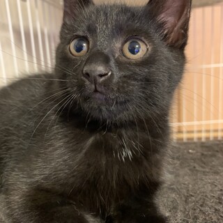 6/19 譲渡会参加　2か月 3兄妹