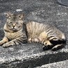 6/10撮影　授乳中？　仔猫たちは7週齢