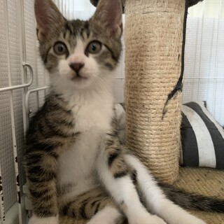 6/19 譲渡会参加　2か月 3兄妹