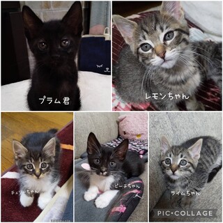 ［譲渡会参加】5兄妹