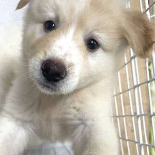 6/11『Terra里親会犬部』