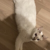 Sophyソフィ