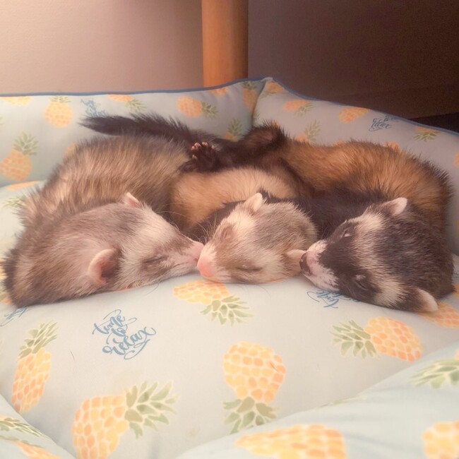 こげくるのカバー写真