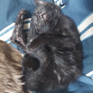 できるだけ早く決めたいです