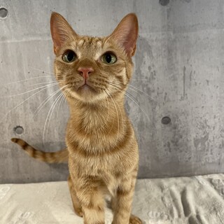 人馴れ抜群で甘えん坊なナイトくん