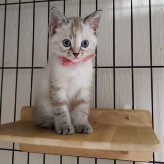 【6/12東銀座】キャサリンちゃん２ヵ月♪　