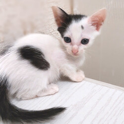 とだニャン保護猫里親会 サムネイル3