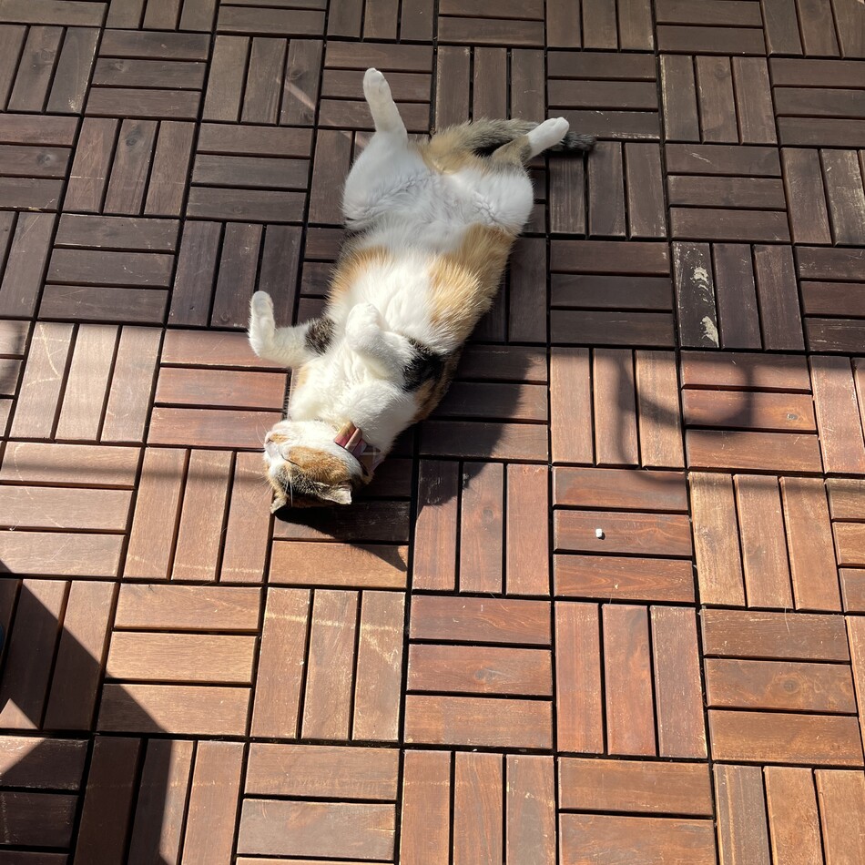 小雪のカバー写真