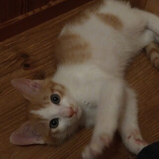 6/18㈯逆瀬川　譲渡会参加　十字君