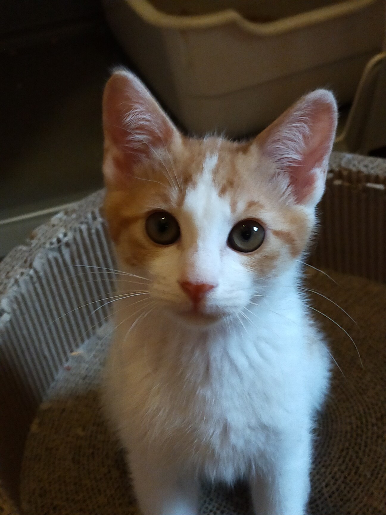 6/18㈯ 逆瀬川 譲渡」兵庫県 - 猫の里親募集(415568