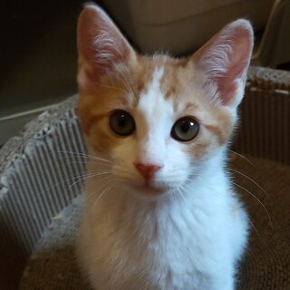 6/18㈯　逆瀬川　譲渡会参加　オレオ君