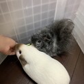 ロシアン、テディモルモットの里親さん募集します。