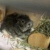 ロシアン、テディモルモットの里親さん募集します。 サムネイル4