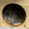 ロシアン、テディモルモットの里親さん募集します。 サムネイル5
