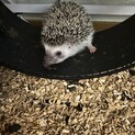 ハリネズミの里親募集します！