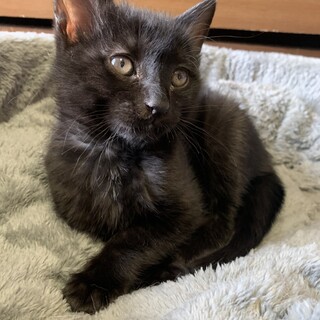 甘えん坊の黒猫くんです