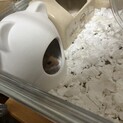 ハムスター
