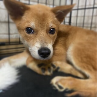 素朴な男の子✴︎ちゃちゃの家族を探してます。