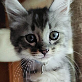 募集停止　遊ぶの大好きサバトラ男子❤️義仲