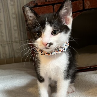 人懐っこい5兄妹♡シナーくん《6/12譲渡会参加》