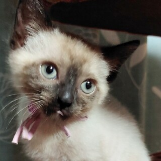 募集停止。シャム系男子⭐️ゴマフ