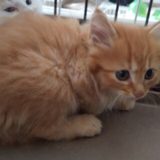 ふぁっふぁ男の子