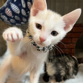 人懐っこい5兄妹♡コルダくん《6/12譲渡会参加》