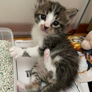 募集停止　抱っこ好き男子⭐️じょう