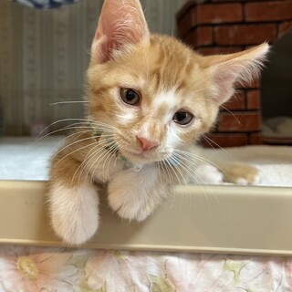 人懐っこい5兄妹♡ラファくん《6/12譲渡会参加》