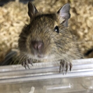 デグーのオス、産まれて1ヶ月半です。