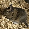 デグーのオス、産まれて1ヶ月半です。 サムネイル2
