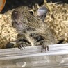 デグーのオス、産まれて1ヶ月半です。 サムネイル3
