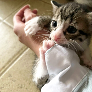 可愛いキジシロソックス子猫