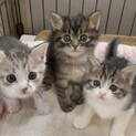 【お見合い調整可】5月生のチビチビたくさん