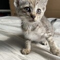 生後1-2ヶ月の子猫の里親さん募集です！