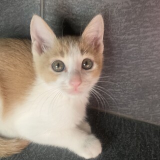 カフェオレ色のマイペースな茶白くん。