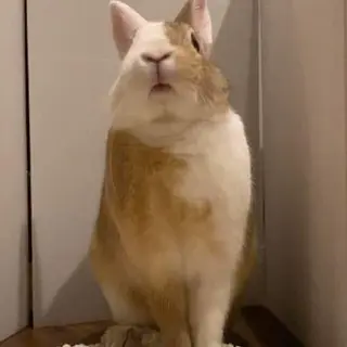 なでなで好きな【まるもくん】