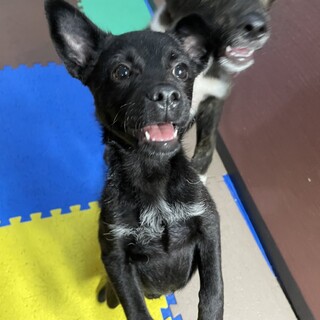 元気で活発甘えん坊！ひまわりちゃん