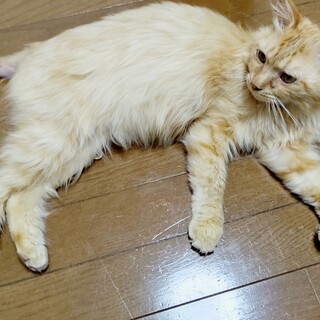 【去勢済】とても人懐こくて穏やか♡イケメンにゃんこ