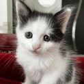 5月５日産まれのふわふわ子猫の家族を探しています。