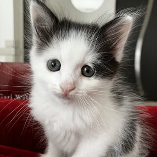 5月５日産まれのふわふわ子猫の家族を探しています。