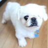 物静かで甘えっ子♡癒し系女子のペキニーズ サムネイル2