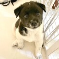 mix子犬の男の子　パンくん