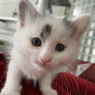 5月５日産まれのふわふわ子猫の家族になって下さい。