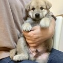 mix子犬の男の子　トーストくん