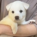 mix子犬の女の子　ツナちゃん